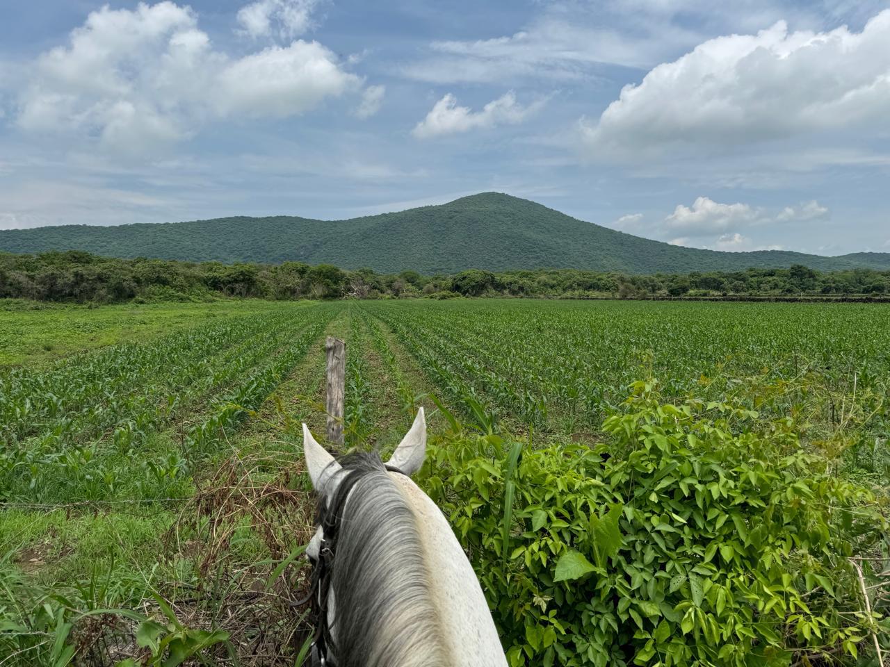 Parcela