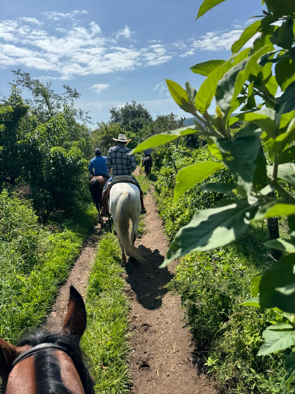 Sendero entre la naturaleza